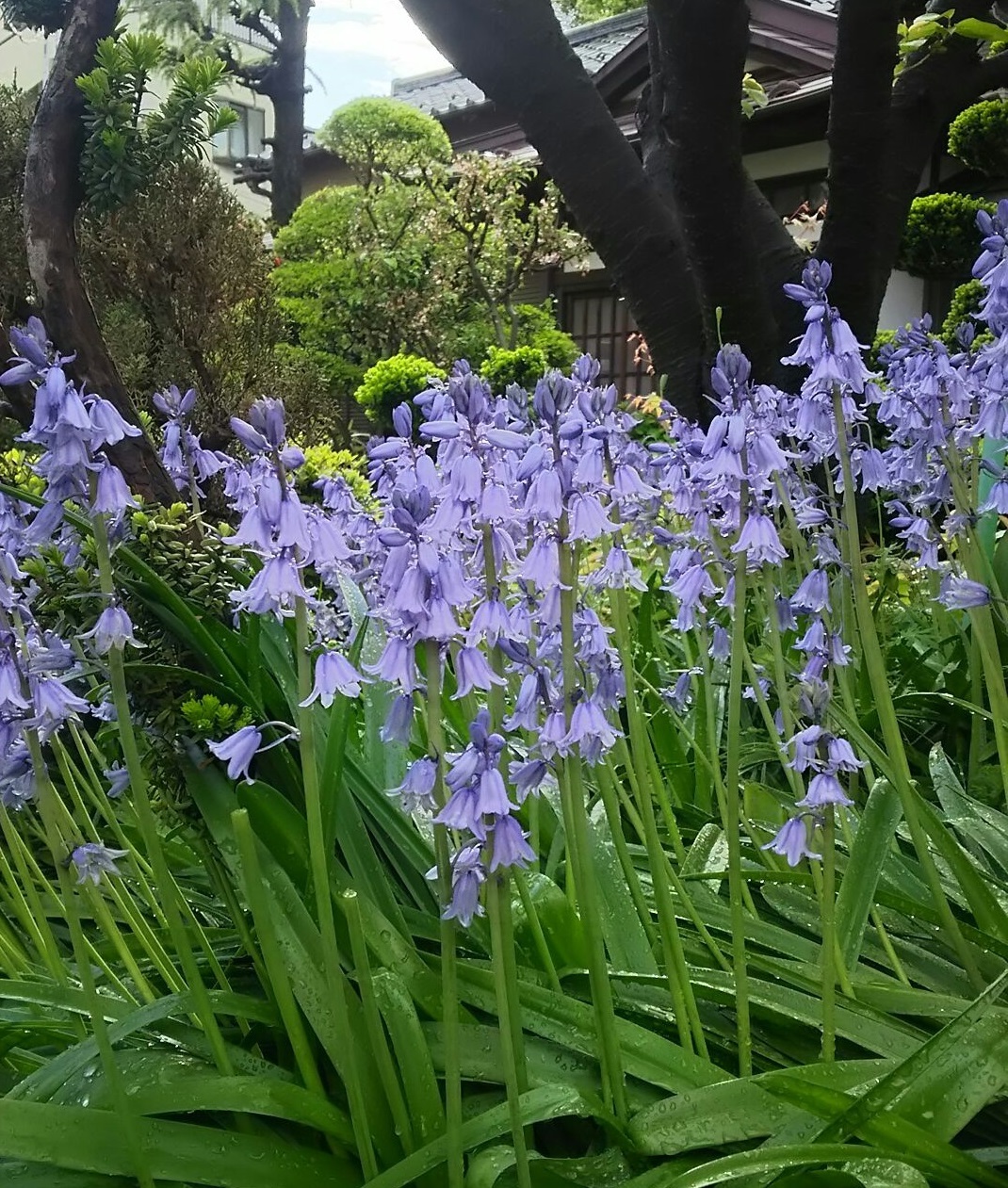 年04月 レモンの風